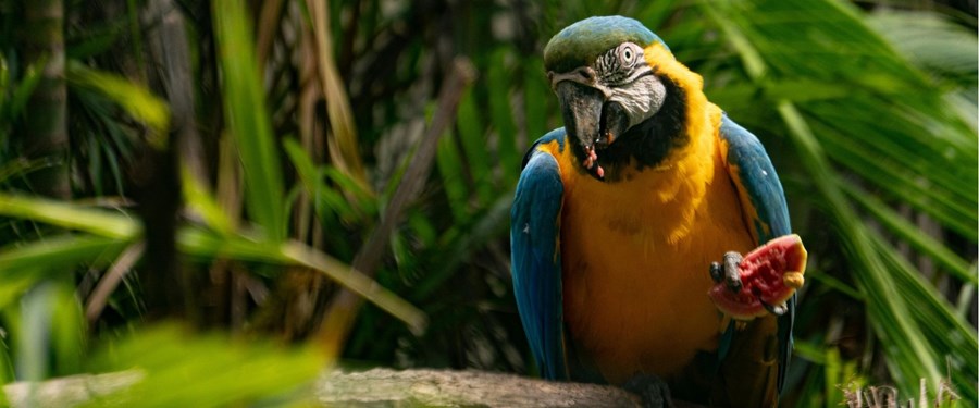 KOLOMBİYA PERU AMAZON ŞİLİ